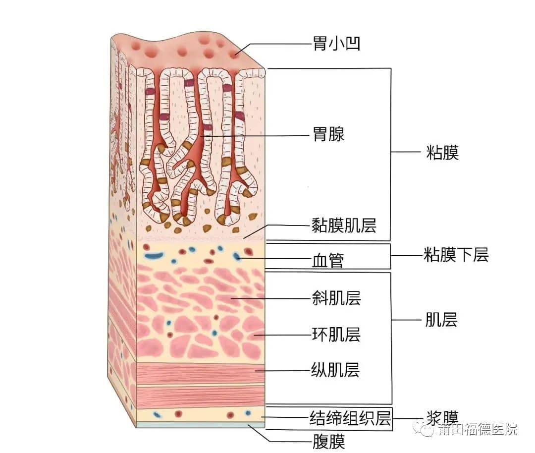 莆田福德消化專家教你認(rèn)識慢性淺表性胃炎